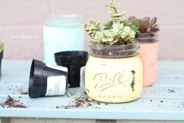 Love these chalky painted mason jar potted succulents. Cute! (and includes a free gift tag printable!) via lollyjane.com