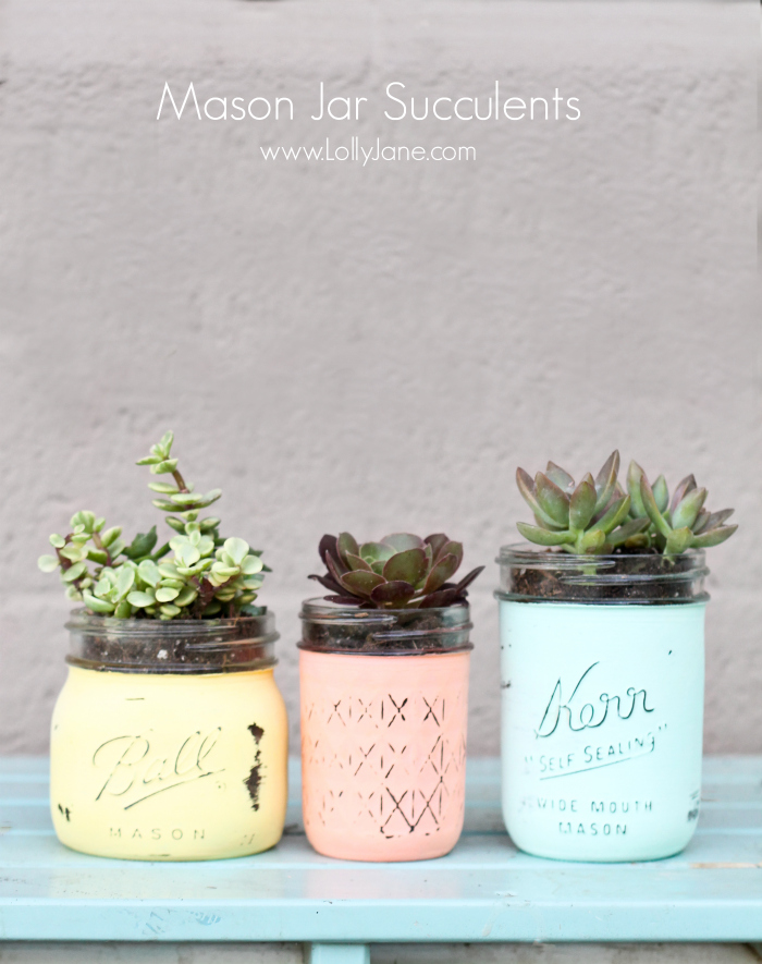 DIY Mason Jar Succulents. Holy CUTE and super easy to make (and cheap!) via @lollyjaneblog