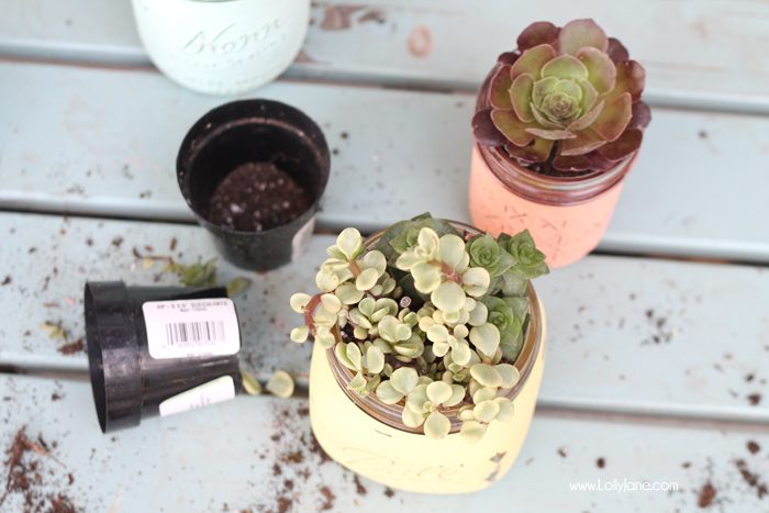 Love these cute painted mason jars as succulent pots! Cute! via lollyjane.com