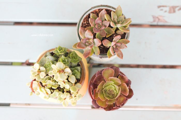 Love these chalky painted mason jar potted succulents. Cute! (and includes a free gift tag printable!) via lollyjane.com