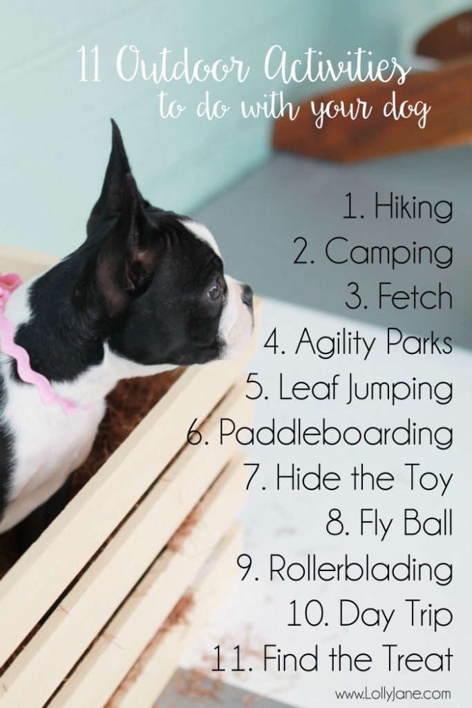 Fun things to keep your dog busy