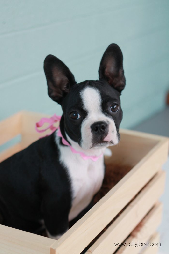 Sweetest boston terrier puppy. Put her snacks in attractive storage: pretty jar filled with your best friend's treats!