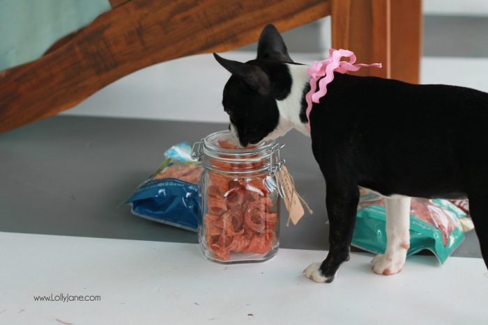 Sweetest boston terrier puppy. Put her snacks in attractive storage: pretty jar filled with your best friend's treats!