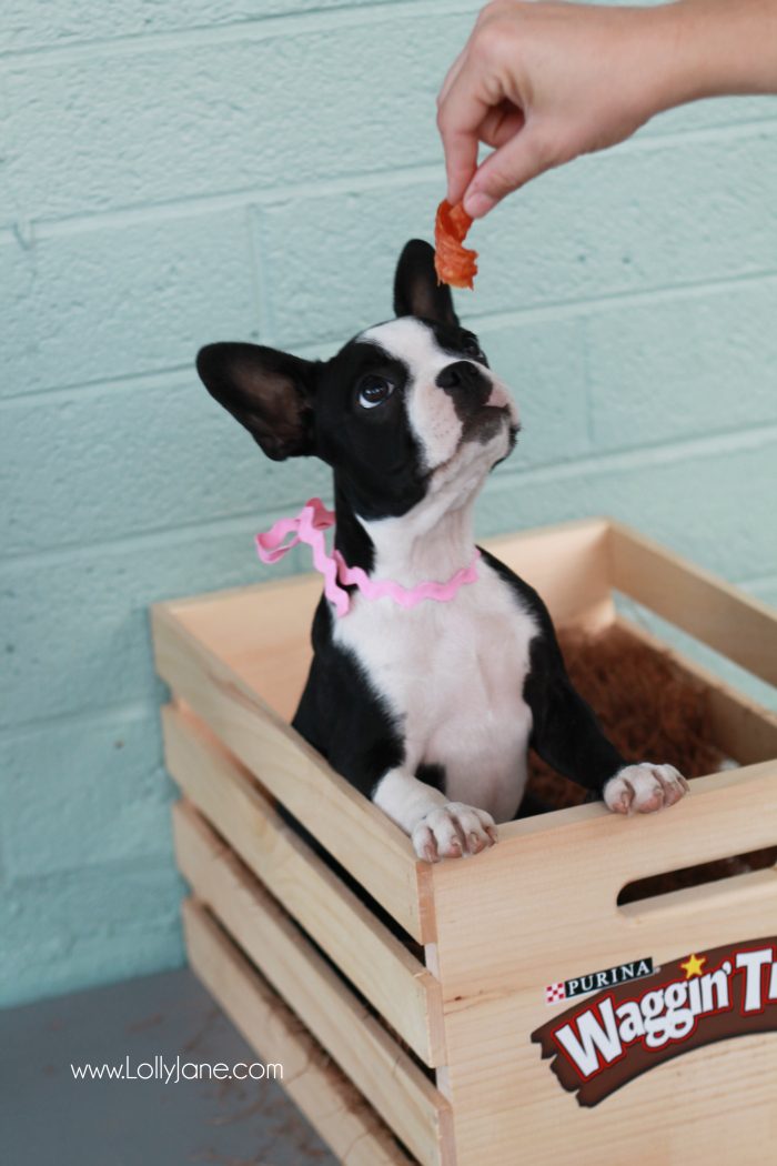 Sweetest boston terrier puppy. Put her snacks in attractive storage: pretty jar filled with your best friend's treats!