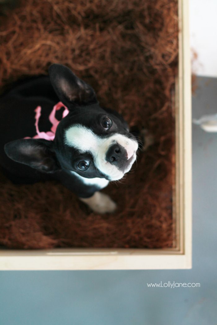 Sweetest boston terrier puppy. Put her snacks in attractive storage: pretty jar filled with your best friend's treats!
