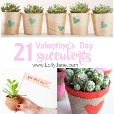 valentines day succulents