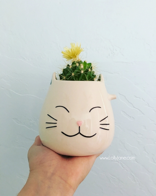 Upcycled broken cat mug turned succulent container. Love this quick DIY succulent pot!