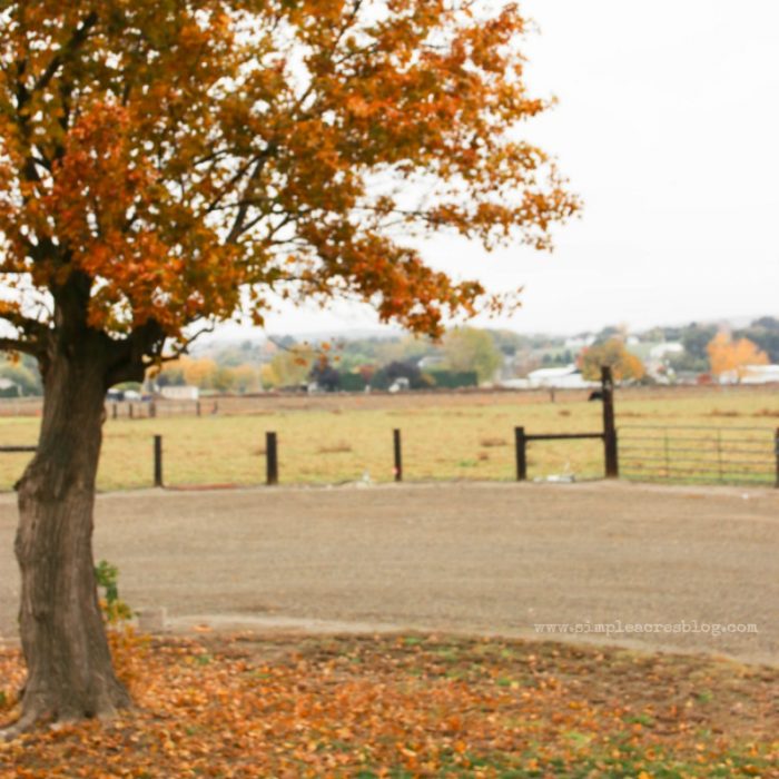 Fall on the farm. Click through for the best homemade fudge brownie. Love these fudge brownies, yum! 