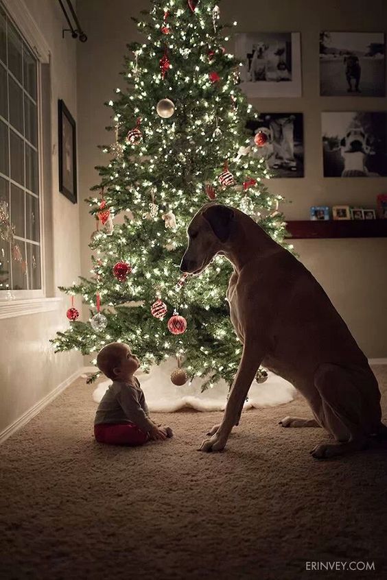 baby-dog-christmas-tree