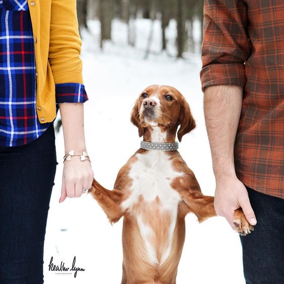 Christmas Family Pictures With Animals - Lolly Jane