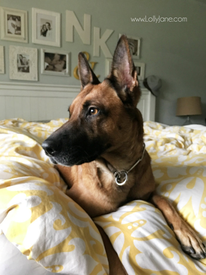 7 Dog Shedding Home Remedies Keep Your House Fur Free! Lolly Jane