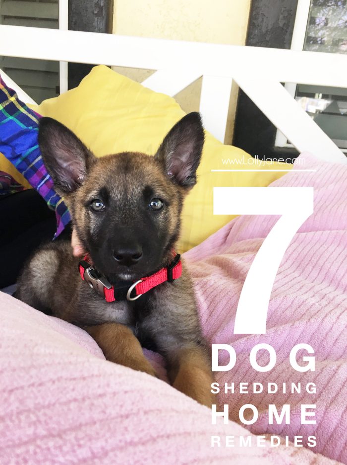 7 dog shedding home remedies - We love our Swiffer Vac! It picks up dirt and debris but also catches remaining allergens, pet hair and dander with its Swiffer Pad. Brilliant! Great tricks to keep pet hair shedding at bay! Lots of dog shedding home remedies.