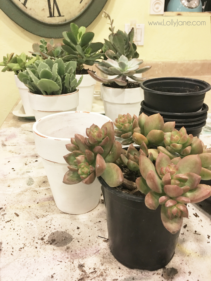 Painted pot tutorial, paint terra cotta pots white then lightly sand. Seal and plant succulents. Makes a great Valentine's Day centerpiece when grouped in an old toolbox!