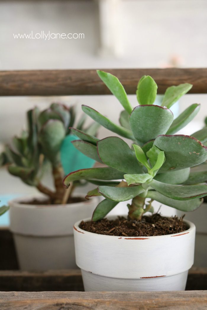 Valentine's Day succulent planter centerpiece. Easy to assemble: pot succulents into an old tool box, add felt heart sticks to accessorize. Love this easy Valentine's Day decor!