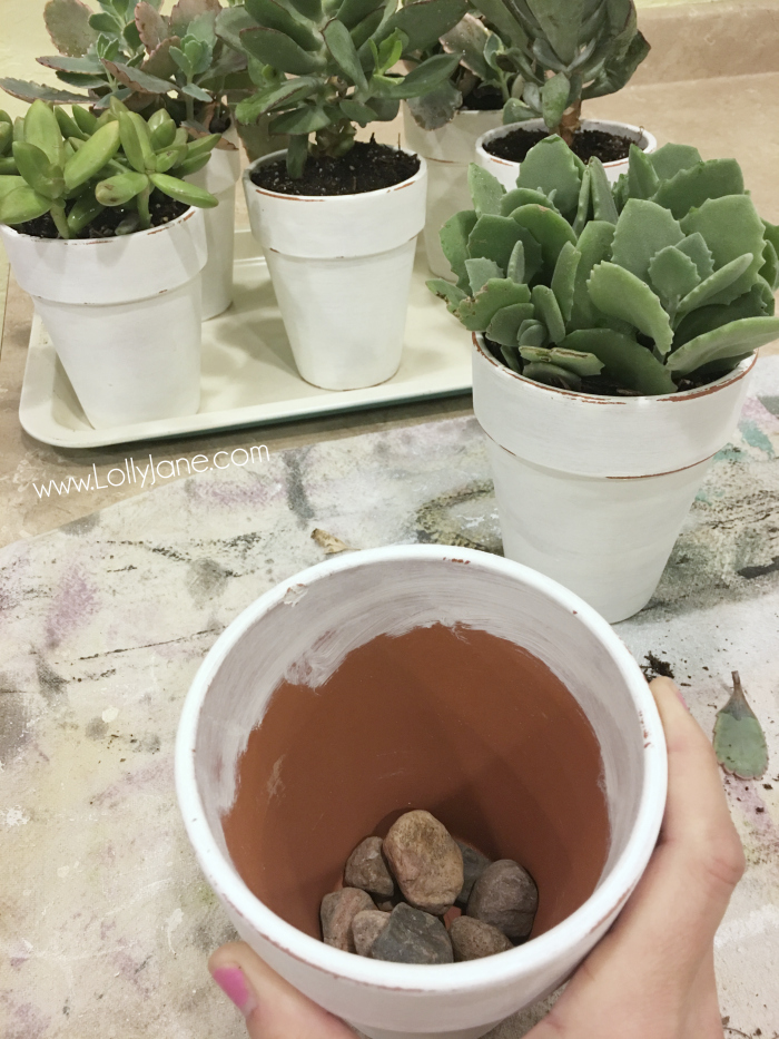 Painted pot tutorial, paint terra cotta pots white then lightly sand. Seal and plant succulents. Makes a great Valentine's Day centerpiece when grouped in an old toolbox!