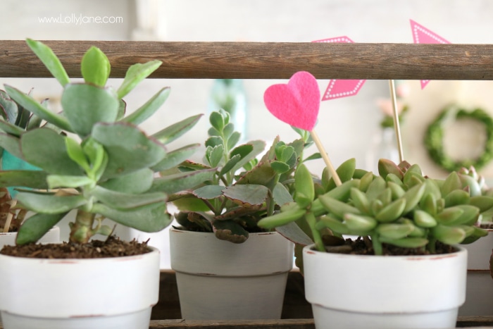 Valentine’s Day succulent centerpiece