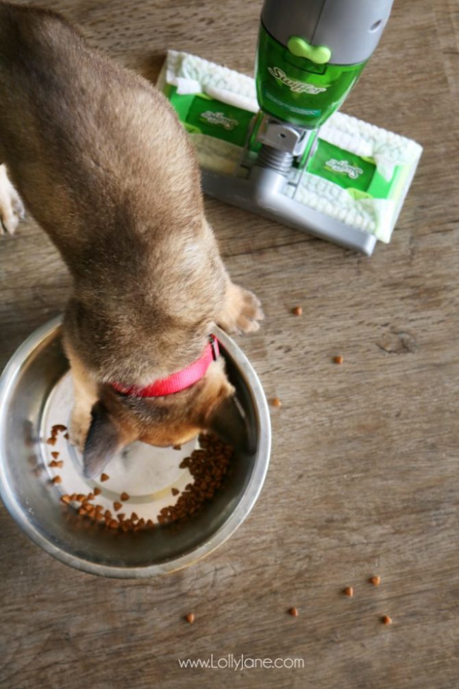 7 Dog Shedding Home Remedies Keep Your House Fur Free! Lolly Jane