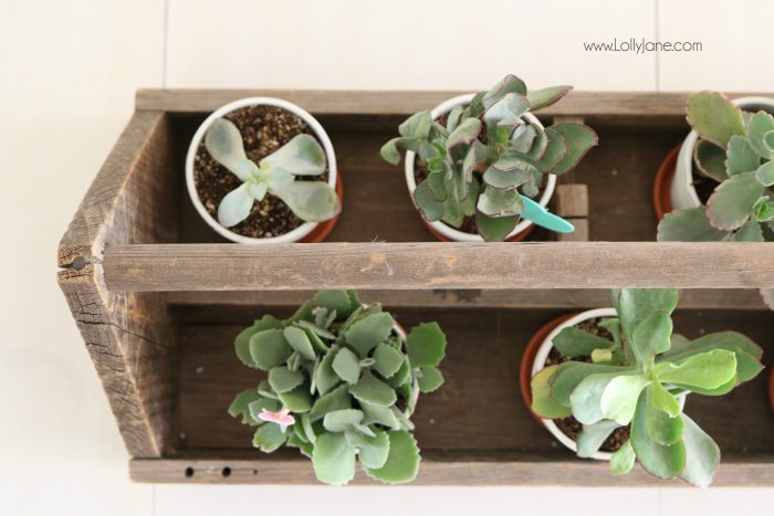 Valentine's Day succulent planter centerpiece. Easy to assemble: pot succulents into an old tool box, add felt heart sticks to accessorize. Love this easy Valentine's Day decor!