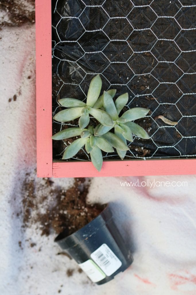 DIY vertical succulent garden | Learn how to build this DIY vertical succulent garden. Cute outdoor porch decor! Great outdoor wall decor idea, get the hanging plants onto the wall!