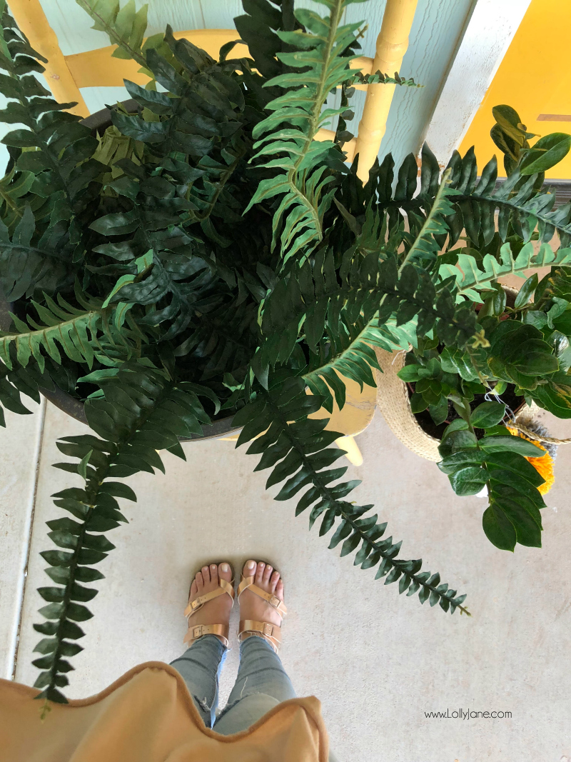 Lots of info on fern decorating ideas for your porch decor! We love how full ferns are and how easy they grow. Artificial ferns are even easier to work with, we love this colorful porch decor!