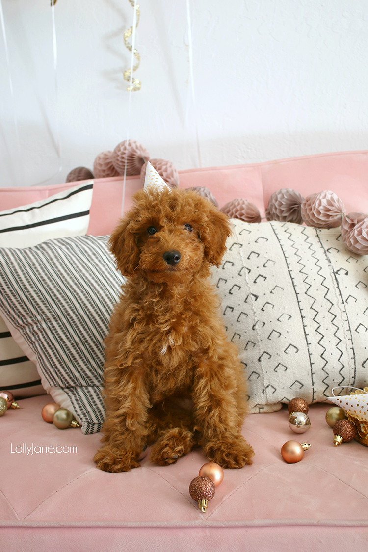 Cutest New Years Eve party backdrop with a few DIY's and that goldendoodle! So cute! #diy #nye #newyearseve #goldendoodle #doodle