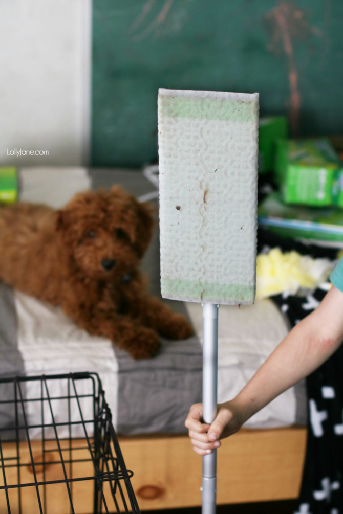 How to Keep Your House from Smelling Like a Dog Lolly Jane