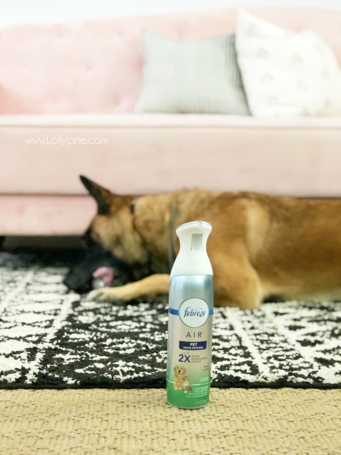How to keep a pet free smelling home. Lots of home remedies to keep your house smelling fresh! #petfreesmells #lovemydogs #petodors