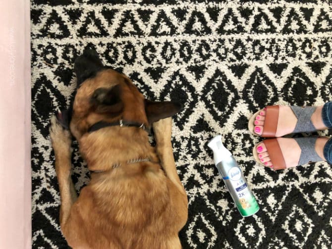 How to Get Rid of Dog Smell Once and For All! Lolly Jane